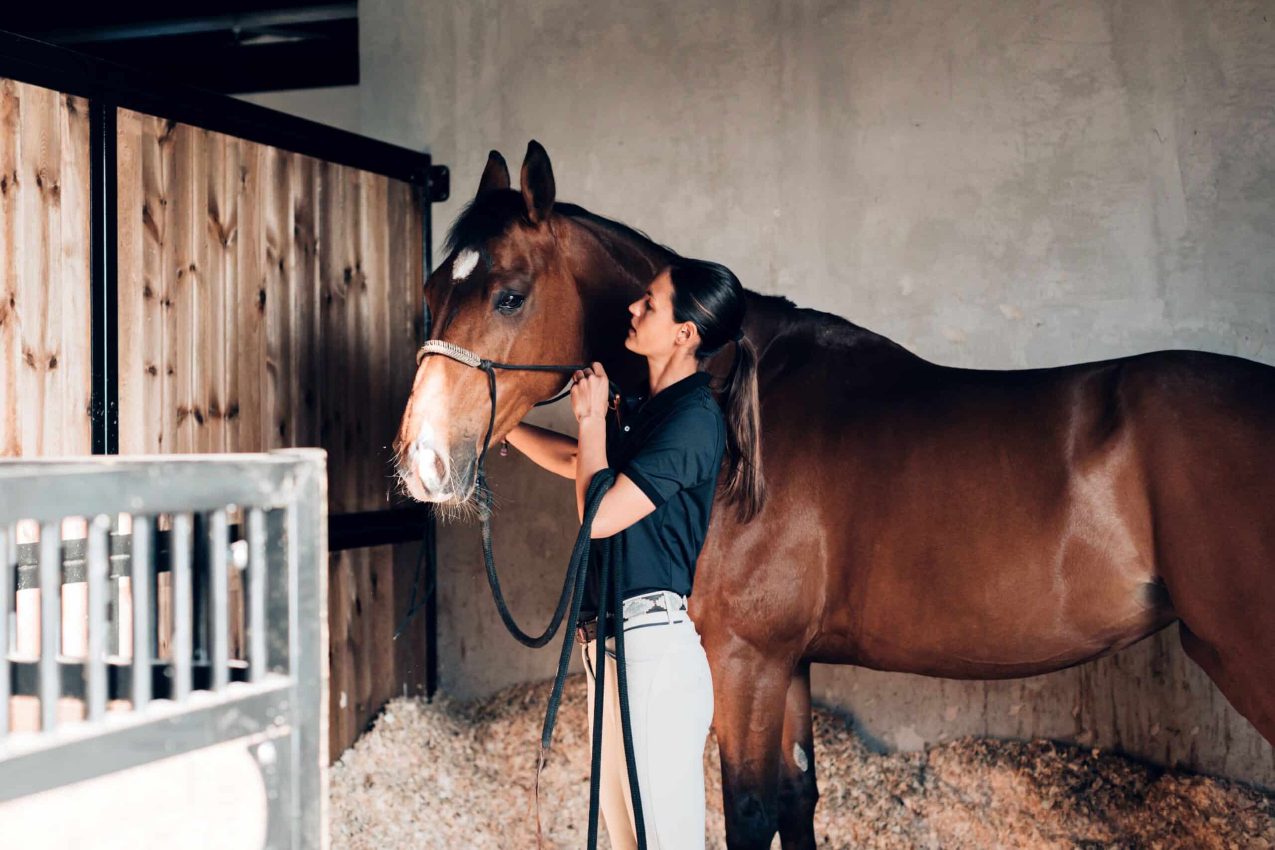 A woman stands next to a horse and puts a halter on the horse