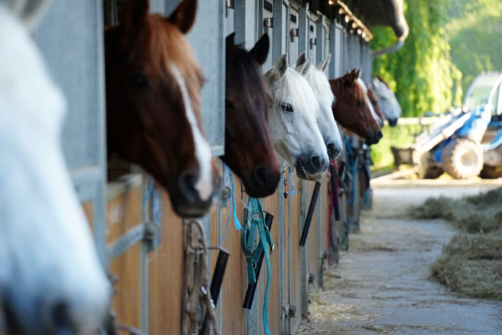 Several horses look out from different boxes