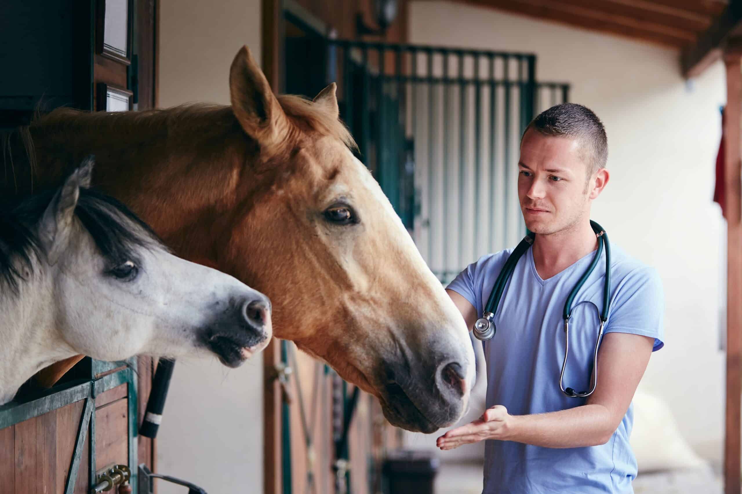 A veterinarian checks the health of a horse